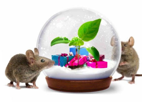 GVG lässt zu Weihnachten Bäume pflanzen!