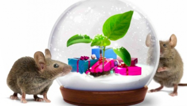 GVG lässt zu Weihnachten Bäume pflanzen!